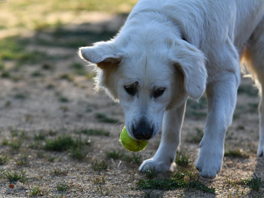 បច្ចេកទេសការបណ្តុះបណ្តាលស្លតដែលមានប្រសិទ្ធភាព